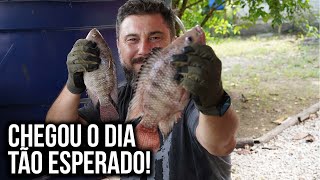 Caldo de peixe de Tilápia  Cozinha Rústica [upl. by Winograd]