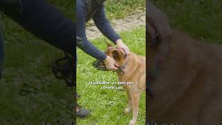 Comment mettre une muselière  🐕 FORMATION ACACED educationcanine chien chiens [upl. by Nuhsar]