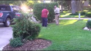 Raw Alligator in Texas Front Yard [upl. by Nally782]