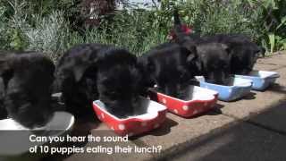 Scottie  Scottish Terrier Puppies [upl. by Sebastien]