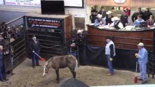 Logging Camp Ranch  Hermanson Kist Horse Sale 1032014 [upl. by Oric21]