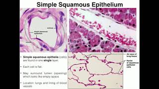 AampP I Lab  Exercise 4 Histology amp Tissues [upl. by Osnofedli]