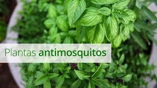 Plantas antimosquitos cuidados y características [upl. by Ahsiemaj200]