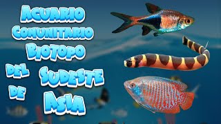 ACUARIO BIOTOPO CON PECES ASIATICOS acuarios [upl. by Aicemat831]