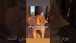 حبيتت🤭🍃 اكسبلور فلسطينحرة الحمدلله like youtubeshorts subscribe cat ayat youtube [upl. by Jammal]