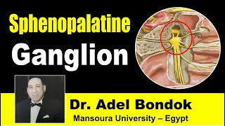 Sphenopalatine Pterygopalatine Ganglion Dr Adel Bondok [upl. by Dana847]