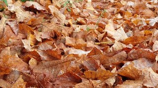 Herbst kommt schon im Sommer [upl. by Enylecoj]