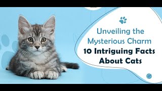 10 Facts You Might Know About Cats  Feline Facts  Cat as Pets  VetSupply [upl. by Sidonius471]