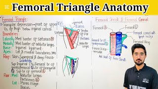 Femoral Triangle Anatomy [upl. by Wiltz]