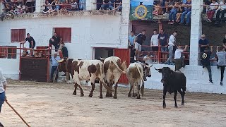 Villaverde del Guadalimar Primer encierro 2024 [upl. by Yuille]