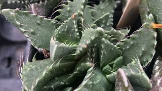 Faucaria tuberculosa MG1505 Full video [upl. by Llenrap]