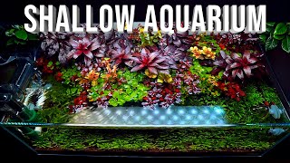 One Of The Best Shallow Aquascape I Have Ever Made [upl. by Etem156]