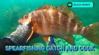 Spearfishing Catch amp Cook Whelk and Morwong in Tasmania Species ID Chillout  BEACH HERMIT EP 32 [upl. by Esinert]