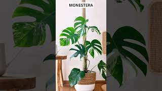 7 Best Bathroom Plants shorts Indoorplants gardening [upl. by Arema896]