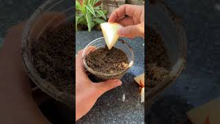 Tips for growing onions at home shorts onion [upl. by Tollman]