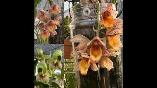 Fall Catasetum Blooms [upl. by Fauver994]