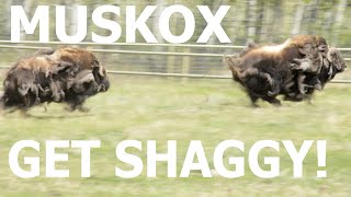 Muskox Get Shaggy [upl. by Adnawyek326]