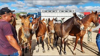 FEIRA DE CAVALOS EM CACHOERINHAPE 04012024 nordeste [upl. by Brandice786]