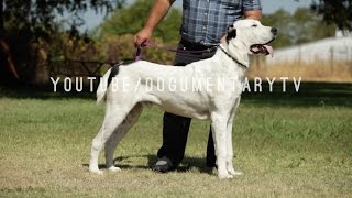 ALABAI DOGS THE GREAT CENTRAL ASIAN SHEPHERDS [upl. by Ahtabbat]