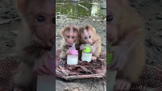 Bibi monkey and animal monkey drink milk together [upl. by Uda]