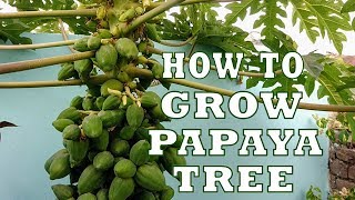 Papaya Tree Care in HindiUrdu [upl. by Donela]