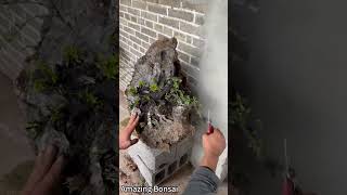 bonsai in rock bonsai bonsai tree trees nature shortvideo [upl. by Montano]