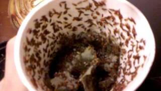 Fruit fly breeding update and feeding fruit flies to rankins dragons [upl. by Osbourn]