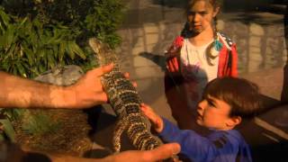 Baby American Alligator  Cincinnati Zoo [upl. by Leuas]