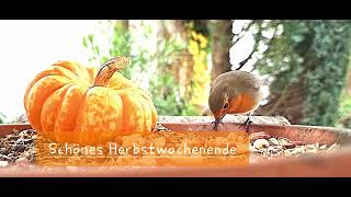 Schönes Herbstwochenende [upl. by Eelyr]