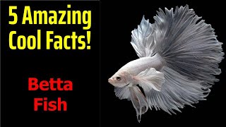 5 Fascinating Facts About Betta Fish [upl. by Aivlis]