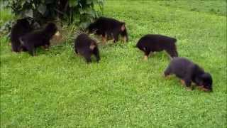 Rottweiler Puppies 6 Weeks Old [upl. by Ludwig22]