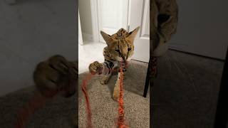 Serval Playing cat servals africancat serval shorts [upl. by Annid]