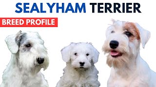 Sealyham Terrier Breed Profile History  Price  Traits  Sealyham Terrier Grooming Needs Lifespan [upl. by Aerdnak]