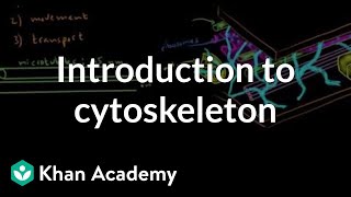 Introduction to cytoskeleton  Cells  MCAT  Khan Academy [upl. by Thorstein]