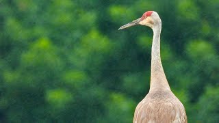 SANDHILL CRANE SHOWCASE Mini Documentary [upl. by Akiria286]