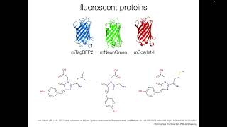 Fluorophore Types amp Labeling Methods [upl. by Leanor862]