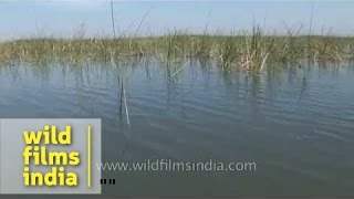 Freshwater wetlands of India Gujarat [upl. by Dyraj743]