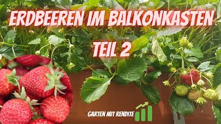 Erdbeeren im Balkonkasten Teil2 Wie Vermehren Substrat Dünger Kastenhalterung und mehr [upl. by Gladstone]