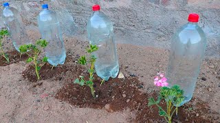 Como hacer sistema de riego por goteo con botellas de gaseosa [upl. by Connel]