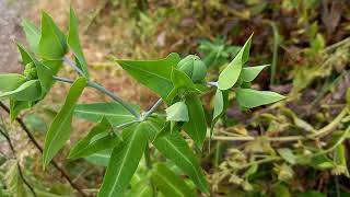 Caper Spurge Reverie A Cinematic Journey into Natures Beauty at Silverdale [upl. by Cato373]