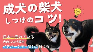 柴犬の育て方のコツ！成犬の柴犬ってどうやって育てればいいの？【イヌバーシティマガジン】 [upl. by Sinnel]