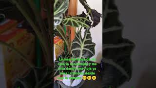 Alocasia amazonica la mas bella de mi hogar 🥰 [upl. by Ramel]