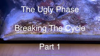 The Ugly Phase Breaking The Cycle Part 1 Nano Reef Tank Build Fluval Flex 15g Saltwater Aquarium [upl. by Anuayek]