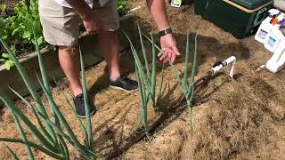 Tips for Growing Bunching Onions [upl. by Kcirdek]