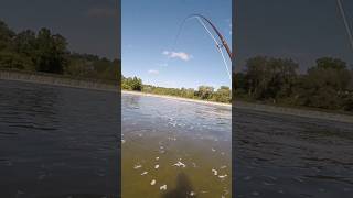 Decent small mouth on the fly rod fishing flyfishing bassfishing smallmouthbass [upl. by Akimas704]