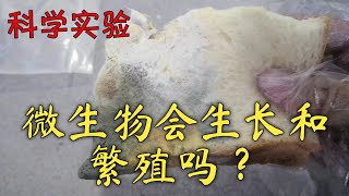 科学 六年级 微生物 实验 SCIENCE EXPERIMENT PART 2 [upl. by Rossy]