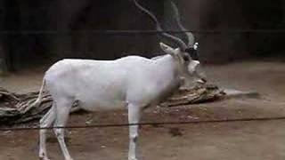 Romping Addax Antelope [upl. by Mycah497]