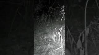 Cute eastern cottontail bunny streching caught by trail camera night time 102022 Canada shorts [upl. by Lucas]