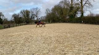 Novice 30 Jan 2024 Dressage Addict cobs can Karen Patient Mister BoSpangle [upl. by Hauger]