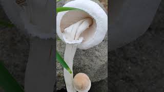 Fresh amp Healthy Mushrooms Boost Your Nutrition in Seconds [upl. by Jilly]